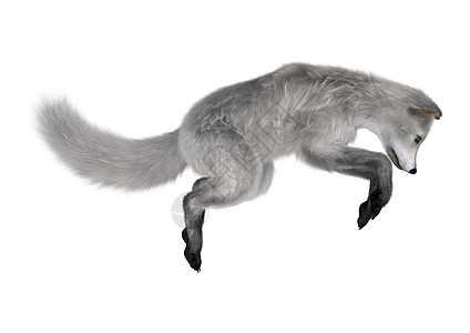 北极狐哺乳动物野生动物白色荒野白狐食肉动物毛皮图片