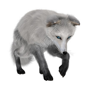 北极狐食肉白色毛皮动物哺乳动物荒野白狐野生动物图片