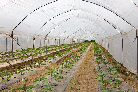 温室里生长的生物西红柿花园培育环境健康文化栽培园艺植物土壤食物图片