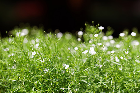 甜心总和香雪球环境花朵季节花瓣叶子花园植物植物学植物群图片