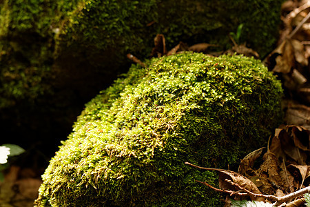 绿树树木生长叶子场地地衣环境植物群石头公园植物图片
