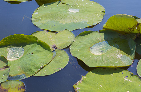 水上反映的利油面细图美丽百合荒野花园荷花树叶软垫公园季节植物图片