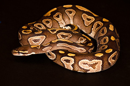 孤立的Ball Python容器捕食者野生动物濒危动物皮肤曲线宠物变形萤火虫图片