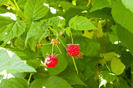 草莓浆果绿色红色覆盆子花园食物甜点植物水果叶子图片