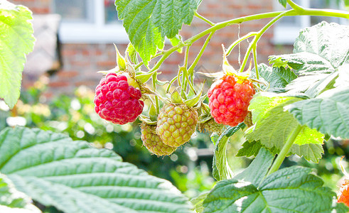 草莓浆果覆盆子甜点花园叶子红色水果绿色食物植物图片