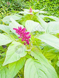 红色的花花瓣植物雏菊花园绿色图片