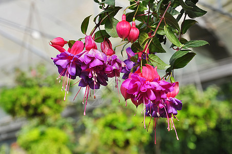Fuchsia 花朵紫红色花瓣杂交种园艺花粉紫色花园宏观叶子植物群图片