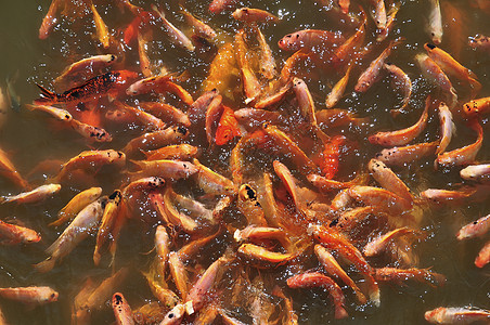 无罗非亚粉色条纹食物池塘农场动物红色团体图片
