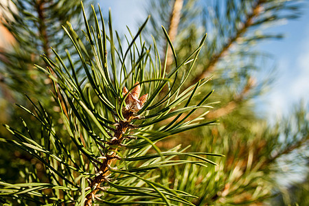 绿松树枝森林绿色季节性松果季节云杉针叶木头植物水平图片
