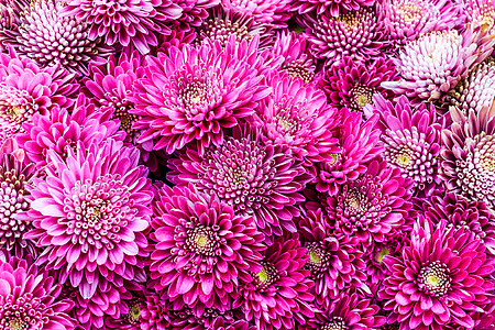 紫菊花花园花朵植物群生长绿色植物异国情调粉色热带植物图片