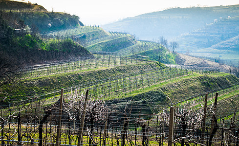 意大利春天山丘上的葡萄园 意大利旅游房子田园土地白酒植被农场葡萄叶子场地图片