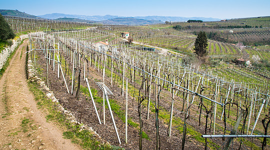 意大利春天山丘上的葡萄园 意大利栽培场地农场农田葡萄土地生长产区农村白酒图片