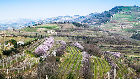 意大利春天山丘上的葡萄园 意大利草地农场旅游风光生长田园叶子植物场地农田图片