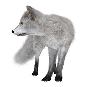 北极狐毛皮动物白色食肉荒野哺乳动物白狐野生动物图片