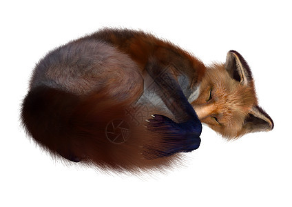 红狐狸食肉橙子红狐哺乳动物尾巴毛皮白色野生动物猎人红色图片