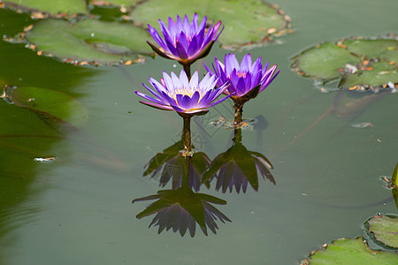 紫罗莲花花图片