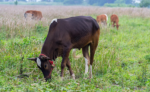 棕褐牛草原农场天空农田奶牛哺乳动物家畜乡村场地棕色国家图片