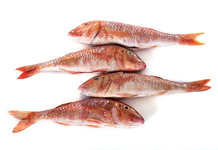 红红鱼食物胭脂鲷鱼鲻鱼鲇鱼工作室海鲜图片