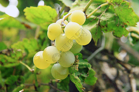 葡萄园里的白葡萄团农村树叶酒厂植物浆果葡萄园收成生长藤蔓叶子图片