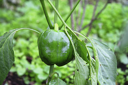 绿甜辣椒在床上生长蔬菜植物树叶食物叶子绿色植被收成胡椒红色图片