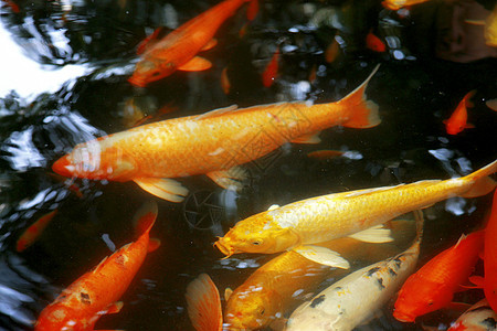 热带热带水下外来鱼类 中国旅行绿色动物群水族馆盐水情调潜水生活海洋游泳异国图片