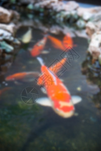 用于回声设计的 koi 模糊图像锦鲤鲤鱼白色水池橙子黑色黄色池塘宠物岩石图片