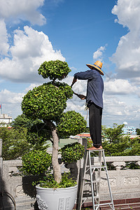 人们用装饰的树木工作花园衬套修剪工具园丁植物灌木丛种植园艺绿色图片