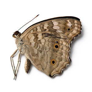 死蝴蝶死亡野生动物影棚棕色动物昆虫图片