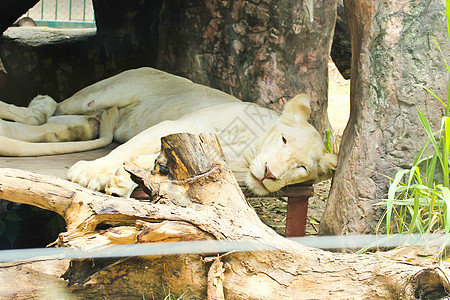 白非洲女狮子在动物园休息图片