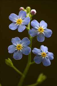 Aagallis 敌人叶子柱状雌蕊宏观紫色阴影花瓣菝葜花园亚麻图片