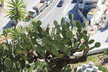 摩纳哥的植物榕树情调椭圆形建造巴巴营养卡车叶子异国图片