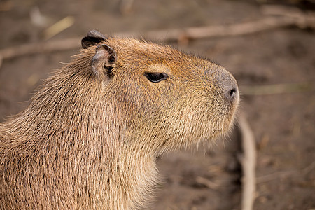 Capybara 的近距离照片野生动物水豚生活世界毛皮食草动物群头发公园草地图片