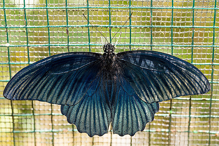 美丽的黑暗蓝蝴蝶图片