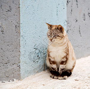 在非洲摩洛哥和家居背景中独一只猫眼睛宠物动物晴天街道小猫石头男性房子毛皮图片