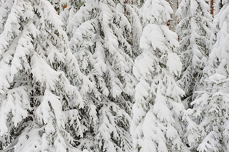 雪花桦木云杉下雪树木公园天空场景松树蓝色森林图片