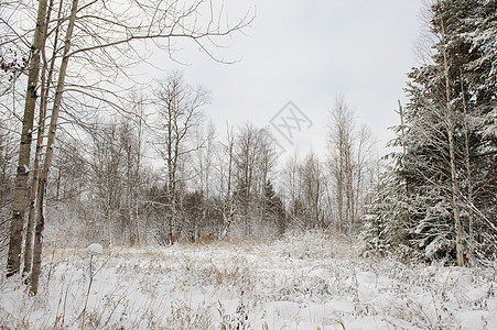 第一场雪松树公园天气云杉树木森林场景蓝色枝条暴风雪图片