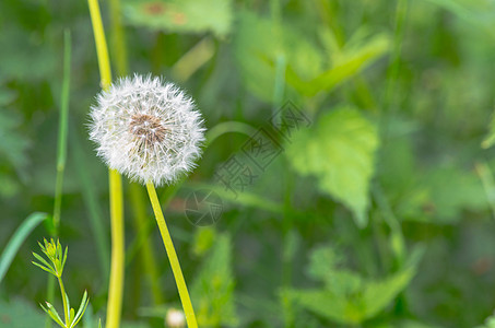 丹德利翁花籽图片