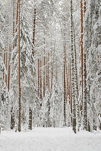冬季开始环境枝条下雪松树涂层场景天气季节公园森林图片