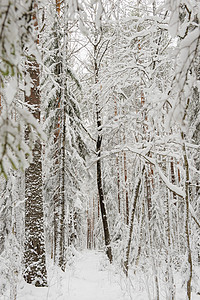 冬季开始天气环境公园下雪松树暴风雪风景季节枝条桦木图片