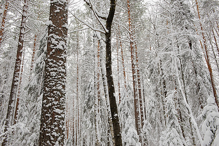 冬季开始枝条环境蓝色涂层森林场景阳光下雪云杉季节图片