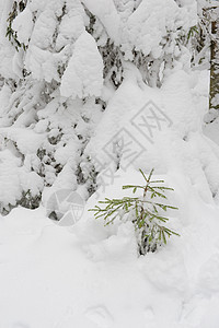 有点小云杉涂层天空公园场景天气环境下雪蓝色树木图片