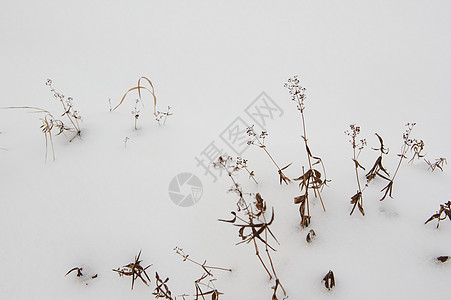 第一次下雪后就降了下来橙子雪花公园场地天气季节荒野暴风雪风景冻结图片