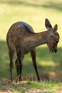 年轻的Fallow Deer(达马达马达马)图片