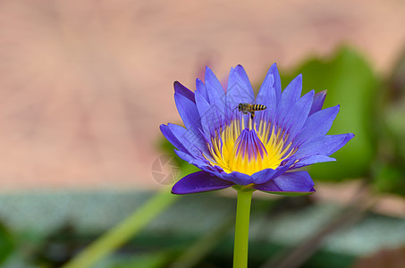 一只水花也叫莲花 在一池水里草本植物绿色草药生活池塘叶子树叶种子宏观色彩图片