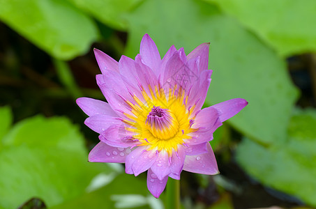 一只水花也叫莲花 在一池水里生活色彩草药种子叶子树叶自然现象池塘绿色荷花图片