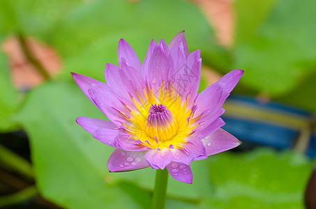 一只水花也叫莲花 在一池水里种子色彩池塘叶子草药绿色生活自然现象树叶草本植物图片