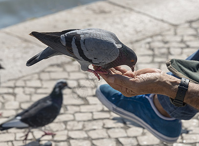 用人手吃鸽子友谊动物公园男人城市食物荒野图片