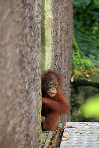 奥兰古人婴儿动物孩子宠物野生动物猩猩思维毛发大猿保护区图片