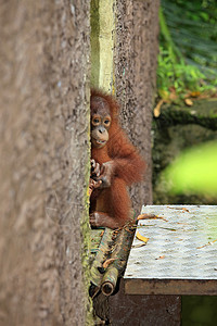 奥兰古人保护区大猿思维宠物婴儿猩猩动物热带雨林野生动物孩子图片