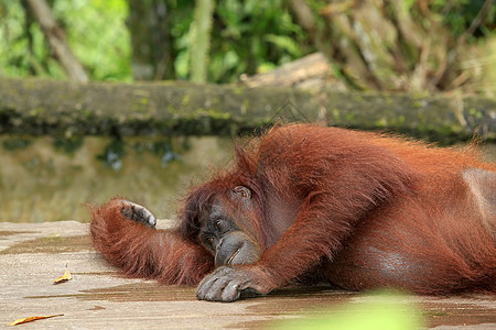 奥兰古人动物毛发猩猩思维保护区大猿宠物野生动物热带雨林图片